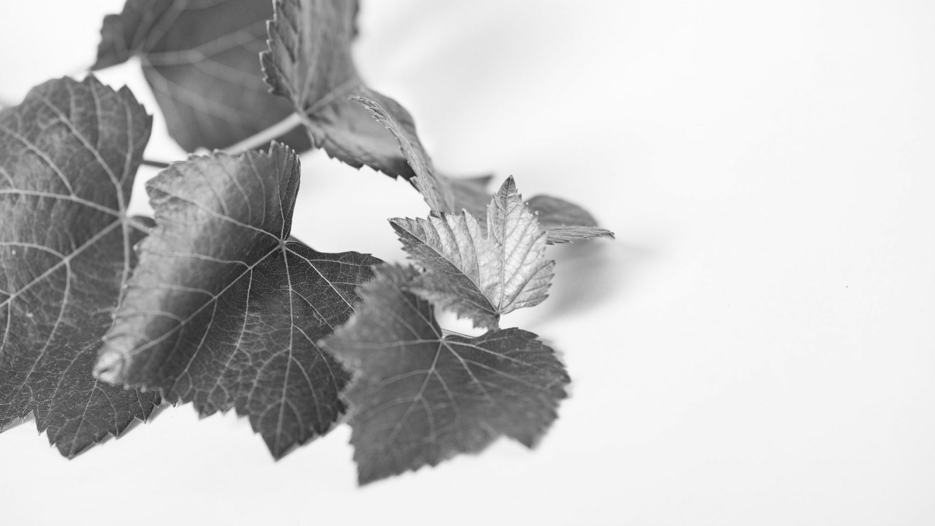 WEINGUT KARL BRAUN - FRANKEN